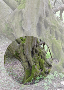 old trees